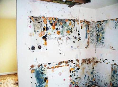 Home Inspectors Fayetteville AR mold | home inspectors Fayetteville AR | Fayetteville AR | Home Inspection