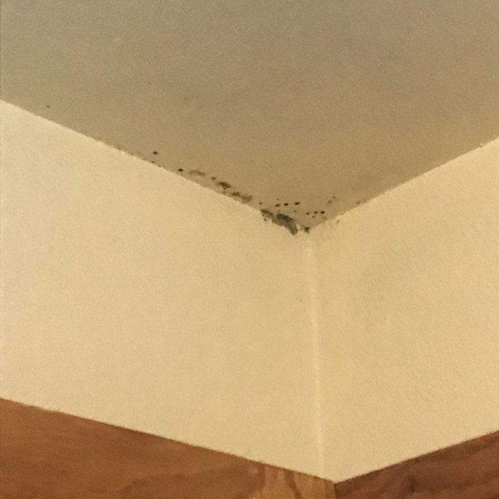 Mold Investigation | home inspectors Fayetteville AR | Fayetteville AR | Home Inspection